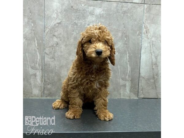 Miniature Poodle-Dog-Male-Red-31327-Petland Frisco & Mckinney, Texas