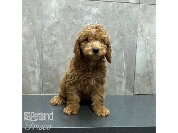 Miniature Poodle Dog Male Red 31327 Petland Frisco, Texas