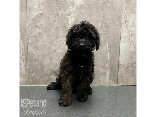 Miniature Poodle-Dog-Male-Brindle-31326-Petland Frisco & Mckinney, Texas