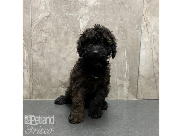 Miniature Poodle Dog Male Brindle 31326 Petland Frisco, Texas