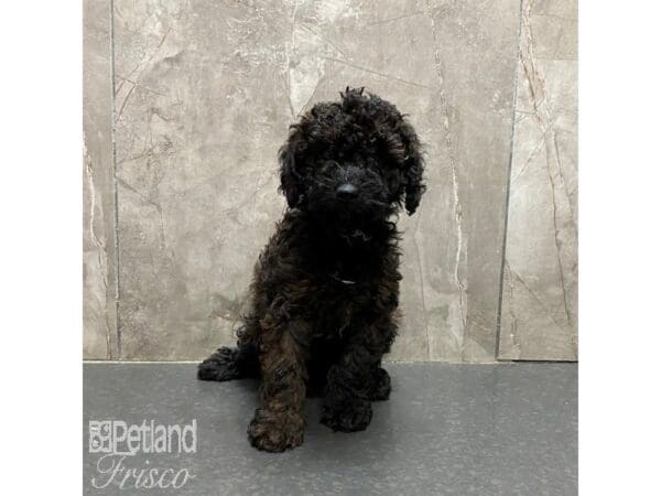 [#31326] Brindle Male Miniature Poodle Puppies For Sale