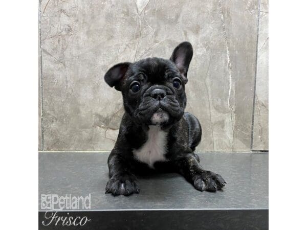 French Bulldog-Dog-Female-Black and Brindle-31325-Petland Frisco, Texas