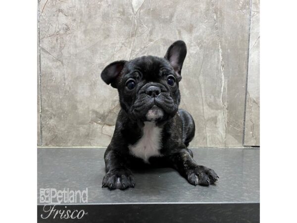 French Bulldog Dog Female Black and Brindle 31325 Petland Frisco, Texas