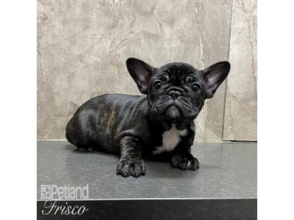 French Bulldog Dog Female Black and Brindle 31324 Petland Frisco, Texas