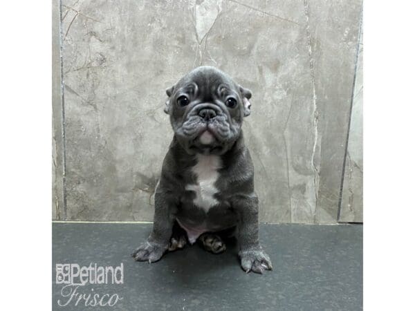 French Bulldog-Dog-Male-Blue-31323-Petland Frisco, Texas