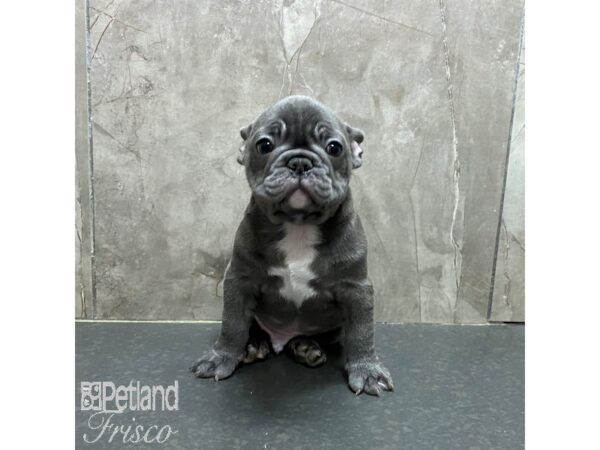 French Bulldog Dog Male Blue 31323 Petland Frisco, Texas