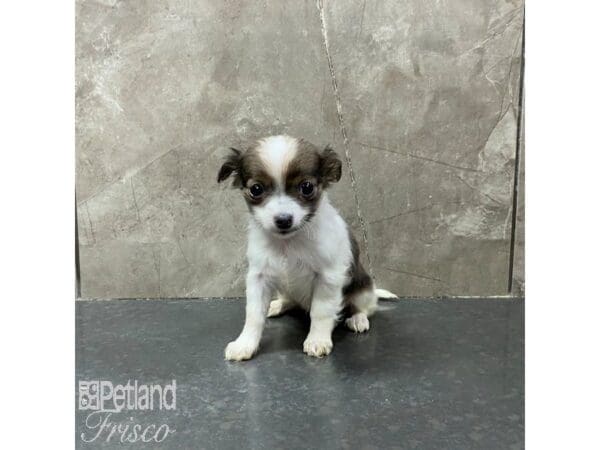 Chihuahua-Dog-Female-White and Sable-31322-Petland Frisco, Texas