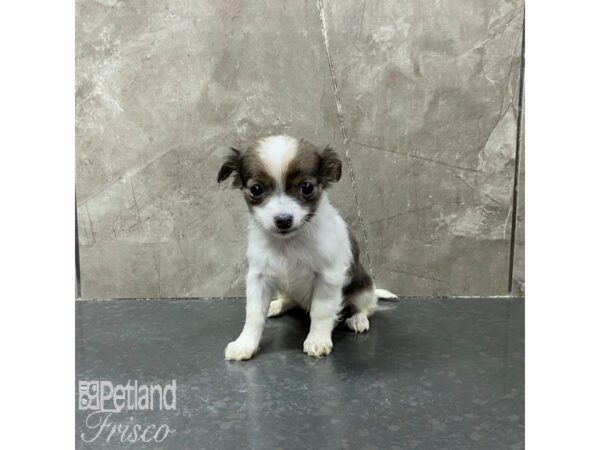 Chihuahua-Dog-Female-White and Sable-31322-Petland Frisco & Mckinney, Texas