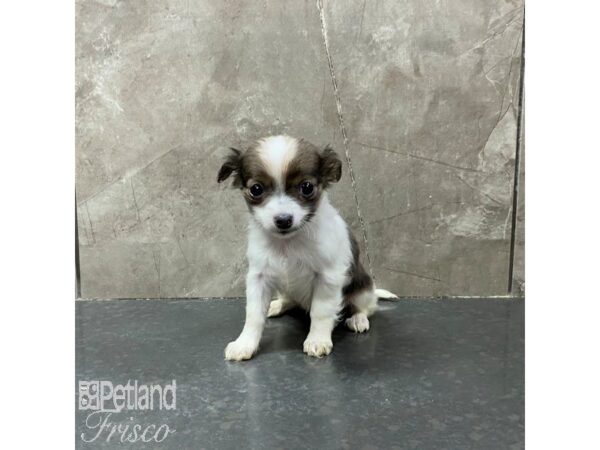 Chihuahua Dog Female White and Sable 31322 Petland Frisco, Texas