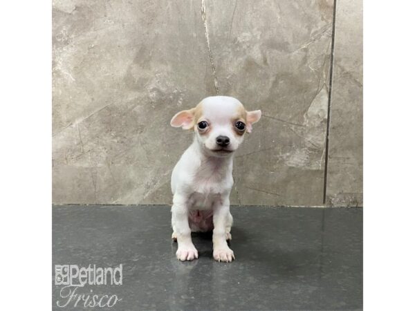 Chihuahua Dog Male Cream and White 31321 Petland Frisco, Texas