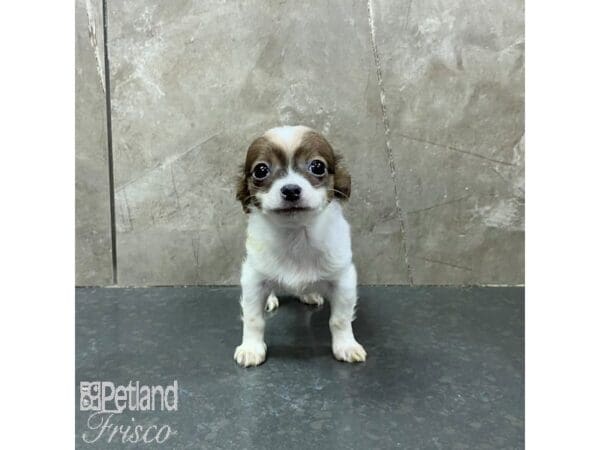 Chihuahua-Dog-Male-Sable and White-31320-Petland Frisco, Texas