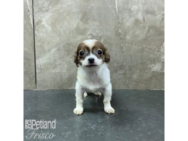 Chihuahua-Dog-Male-Sable and White-31320-Petland Frisco & Mckinney, Texas