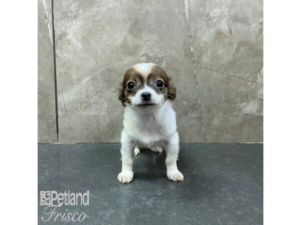 Chihuahua Dog Male Sable and White 31320 Petland Frisco, Texas