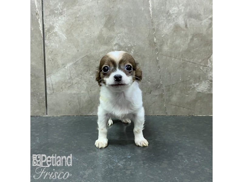 Chihuahua Dog Male Sable and White 31320