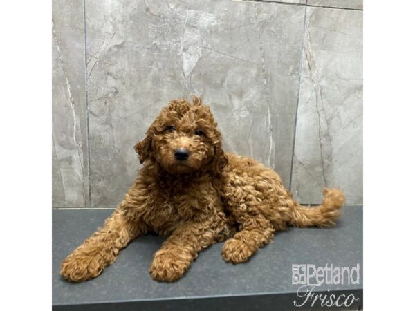 Mini Goldendoodle Dog Male Red 31302 Petland Frisco, Texas