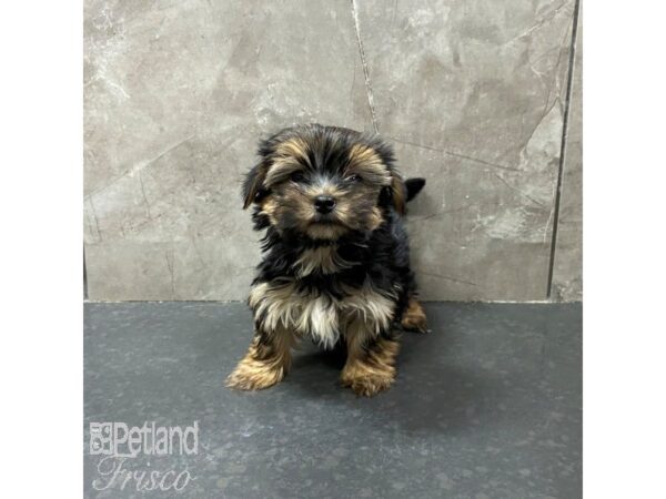 Morkie Dog Male Black and Tan 31299 Petland Frisco, Texas