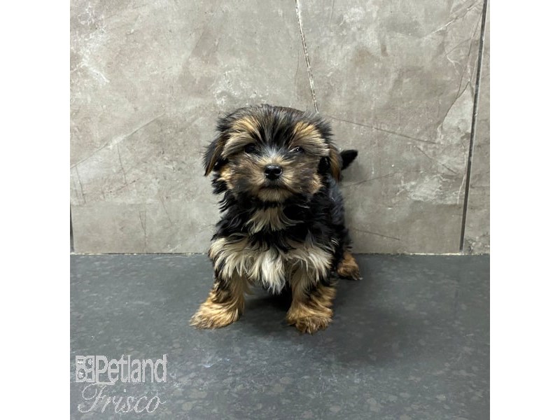 Morkie Dog Male Black and Tan 31299