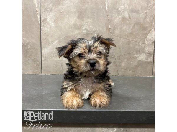 Morkie Dog Male Black and Tan 31298 Petland Frisco, Texas