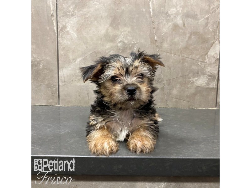 Morkie Dog Male Black and Tan 31298