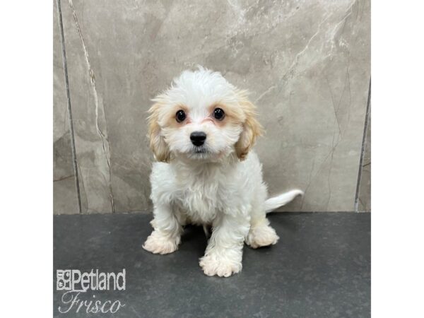 Cavachon-Dog-Male-Blenheim / White-31283-Petland Frisco & Mckinney, Texas