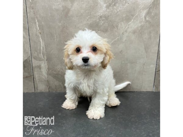 Cavachon Dog Male Blenheim / White 31283 Petland Frisco, Texas