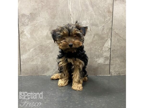 Yorkshire Terrier-Dog-Female-Black / Tan-31274-Petland Frisco & Mckinney, Texas