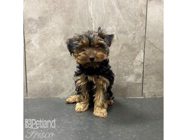 Yorkshire Terrier-Dog-Female-Black / Tan-31274-Petland Frisco, Texas