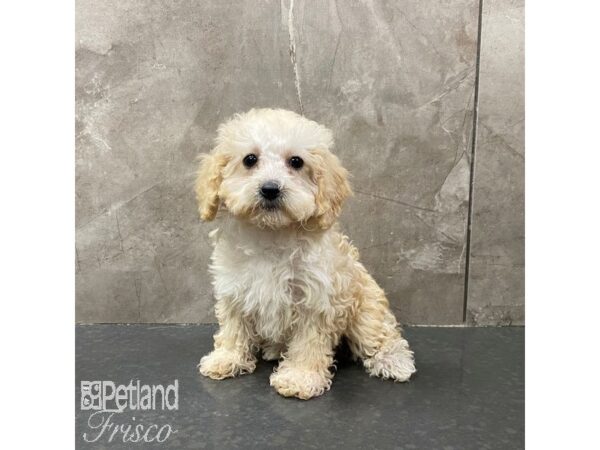 Miniature Poodle Dog Female Cream 31251 Petland Frisco, Texas