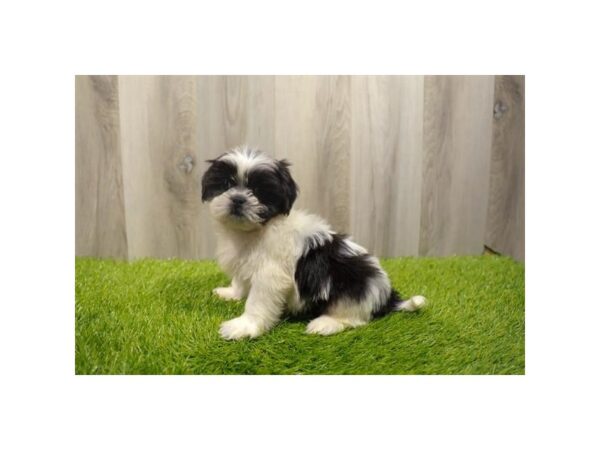 Teddy Bear Dog Male Black / White 31346 Petland Frisco, Texas