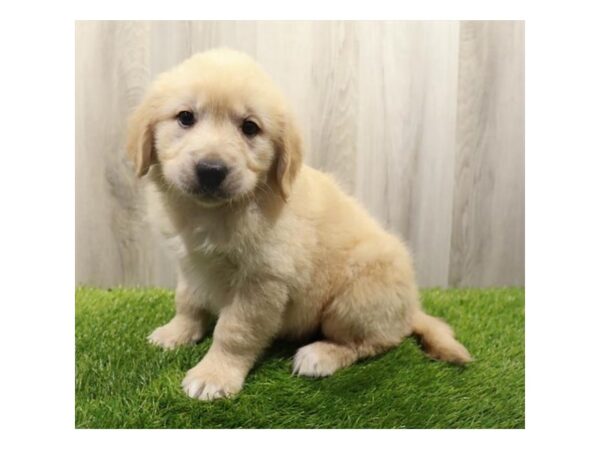 Golden Retriever-Dog-Female-Golden-31351-Petland Frisco, Texas