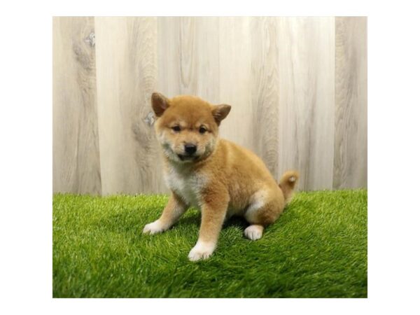 Shiba Inu Dog Male Red 31357 Petland Frisco, Texas