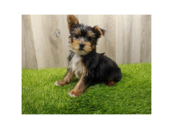 Yorkshire Terrier Dog Male Black / Tan 31347 Petland Frisco, Texas