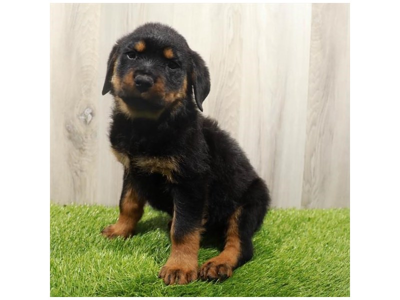 Rottweiler Dog Male Black / Tan 31352