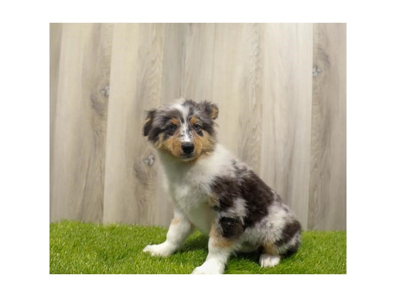 Australian Shepherd Dog Female Blue Merle 31355