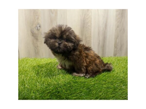 Shih Tzu Dog Female Grizzle 31359 Petland Frisco, Texas