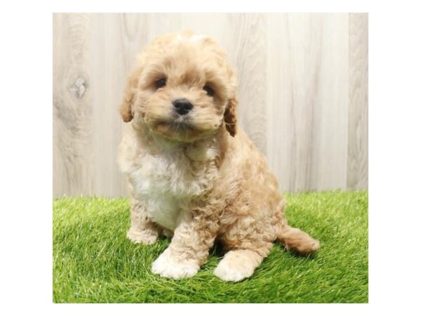 Cavapoo-Dog-Male-Apricot-31354-Petland Frisco & Mckinney, Texas