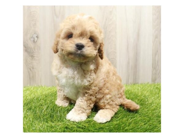 Cavapoo Dog Male Apricot 31354 Petland Frisco, Texas