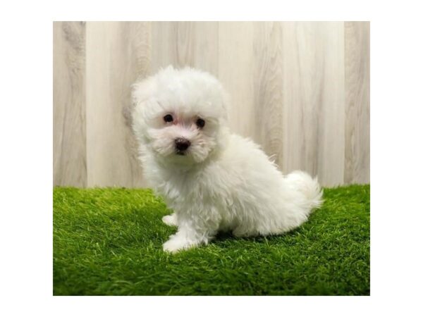 Maltese-Dog-Female-White-31349-Petland Frisco & Mckinney, Texas