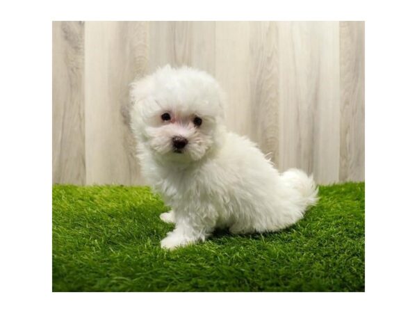 Maltese Dog Female White 31349 Petland Frisco, Texas