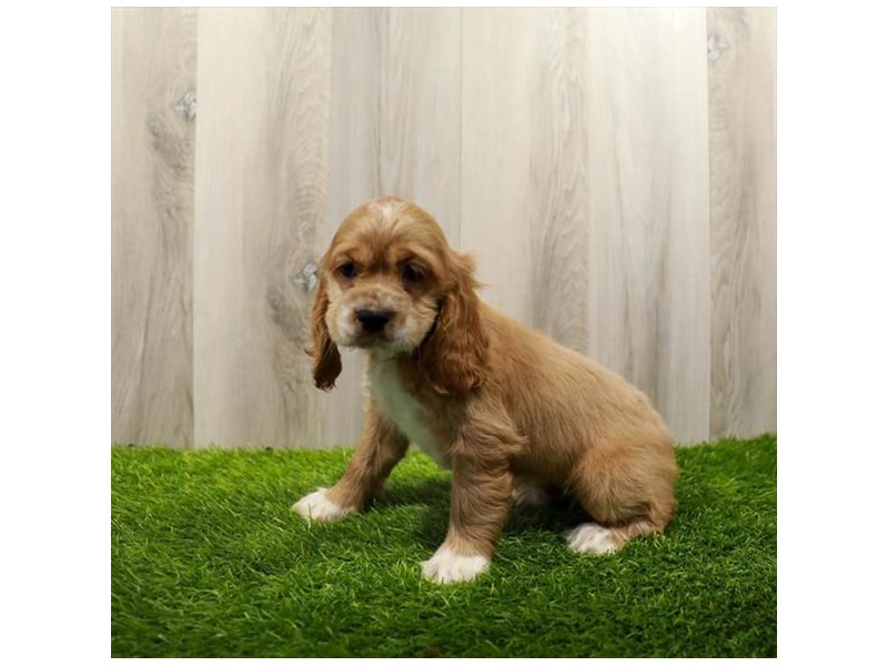 Cocker Spaniel Dog Female Buff 31360