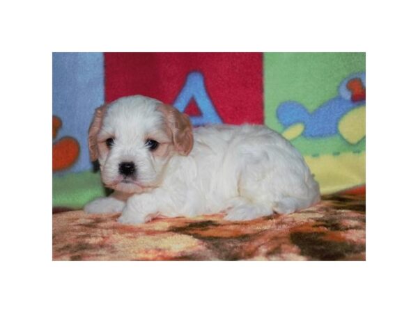 Cavachon Dog Male Tan / White 31411 Petland Frisco, Texas