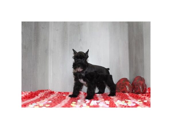 Miniature Schnauzer-Dog-Male-Black-31413-Petland Frisco & Mckinney, Texas