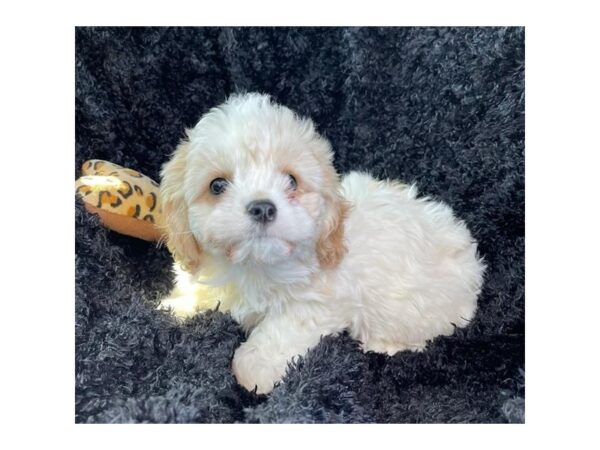 Cavachon Dog Female Red / White 31393 Petland Frisco, Texas