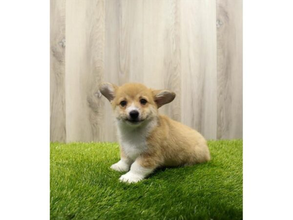 Pembroke Welsh Corgi Dog Male Red 31365 Petland Frisco, Texas