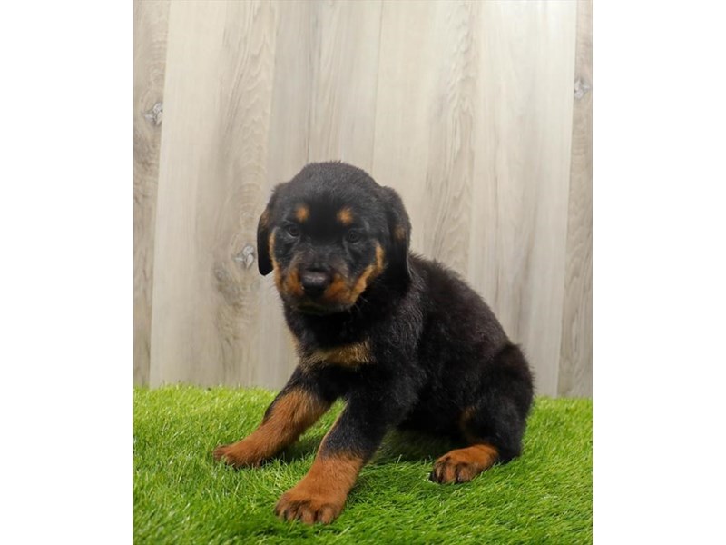 Rottweiler Dog Female Black / Tan 31361
