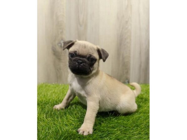 Pug Dog Male Fawn 31367 Petland Frisco, Texas