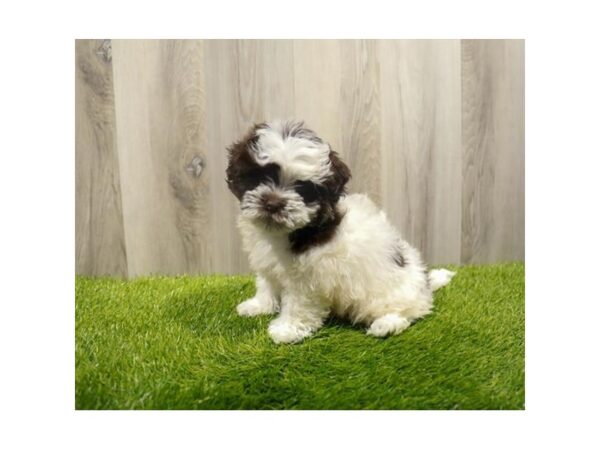 Havanese Dog Female Chocolate 31458 Petland Frisco, Texas