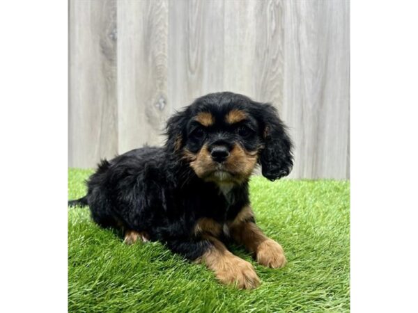 Cavalier King Charles Spaniel Dog Female Black / Tan 31457 Petland Frisco, Texas