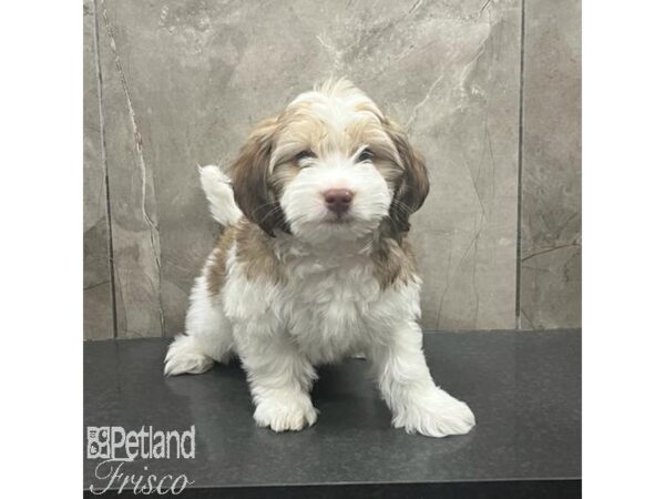 Havanese Dog Male White and Sable 31394 Petland Frisco, Texas