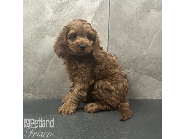 Cavapoo Dog Male Red 31407 Petland Frisco, Texas